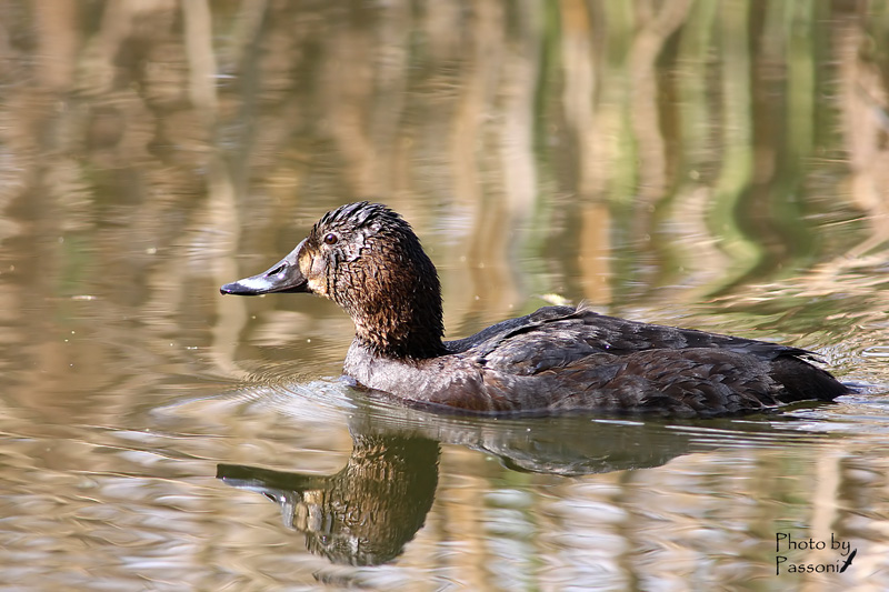 Questa prorpio non la conosco!